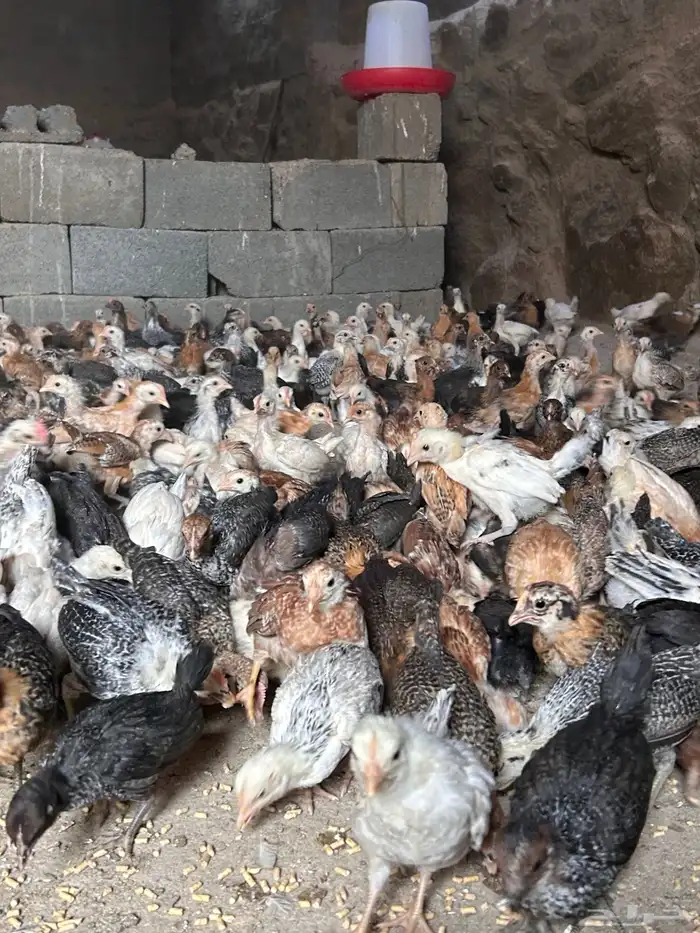 فروخ دجاج بلدي للبيع 3