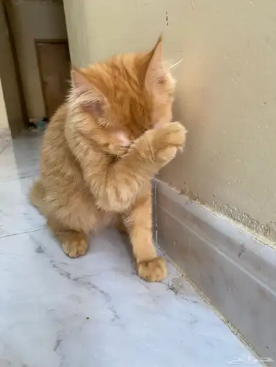 قطوه البيع على السوم 2