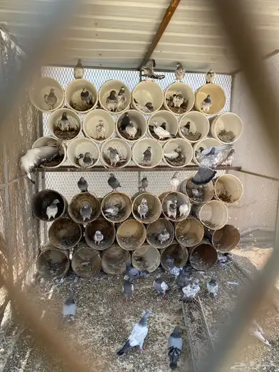 للبيع حمام هندي 0