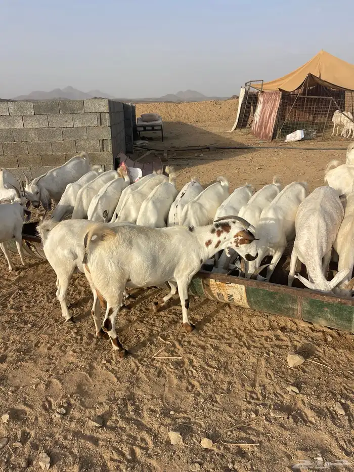 معزاء صنف طيب 6