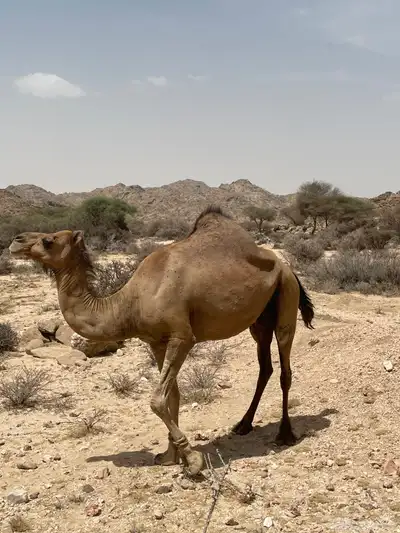 ناقه لقحه 0