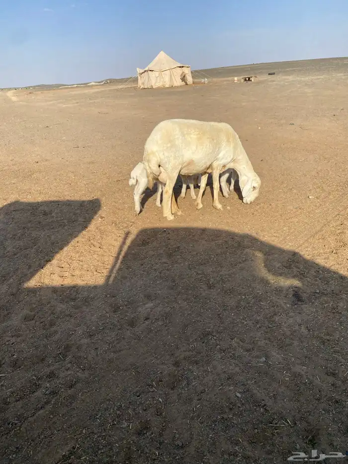 غنم مواليد 2معها 5 وحده شقاء 5