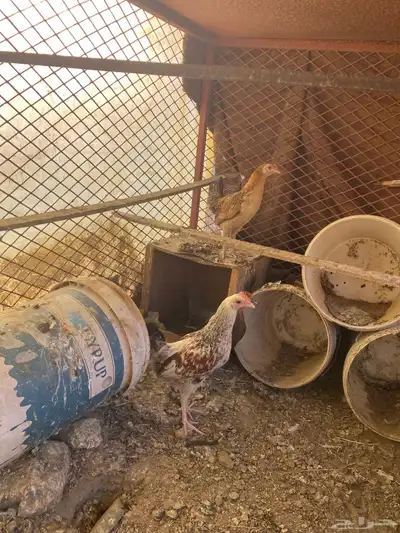 دجاج للبيع 3