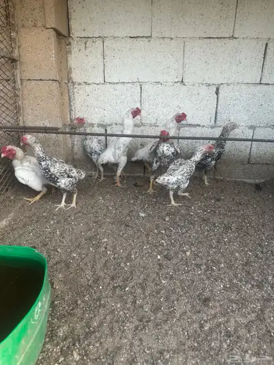 الحسنيه 11
