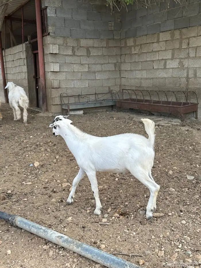 تيوس للبيع فل شحم 5