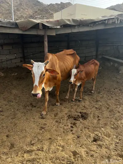 بقره بلدي فاخره 1