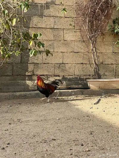 ثلاث اديكه 0