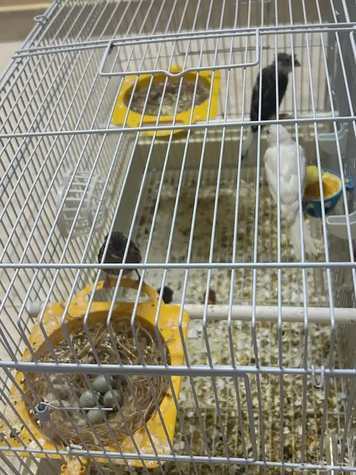 طيور كناري 12