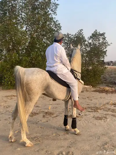 حصان شعبي شيخ 0