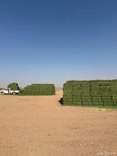 برسيم صافي ورق عود ناعم شرط شد 75 يزود   وينقص قليل جدا 3