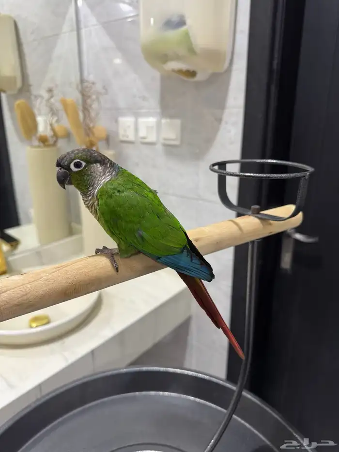 كنيور قرين شيك اليف ومتكلم ولعوب 2