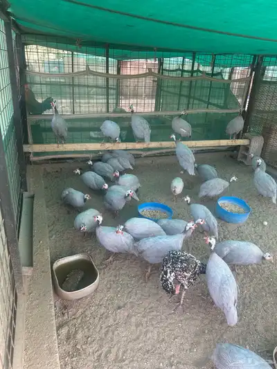 الحسنيه 13