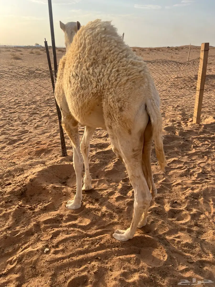 قعود ابو خمسه شهور index