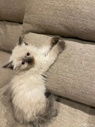 قط شيرازي 0