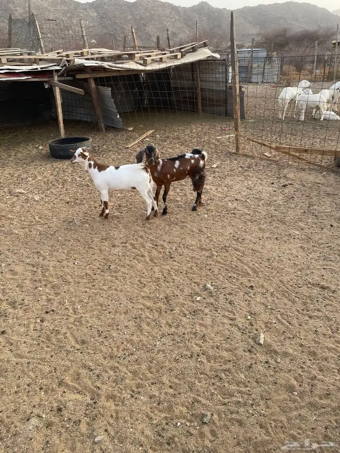 جفار بيشيات ودهم مقنى شي فاخر مولده عندي من حلالي العدد 15ا 12