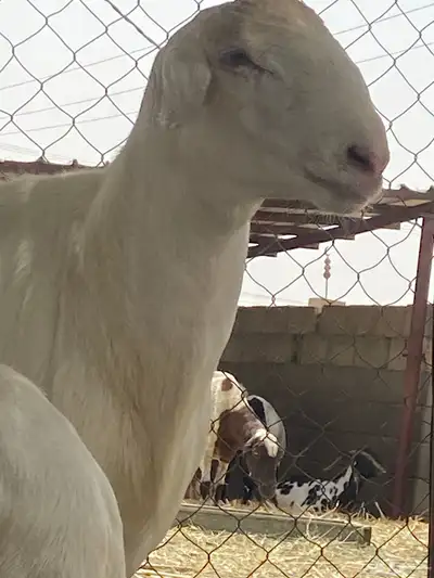 فحل حري 2