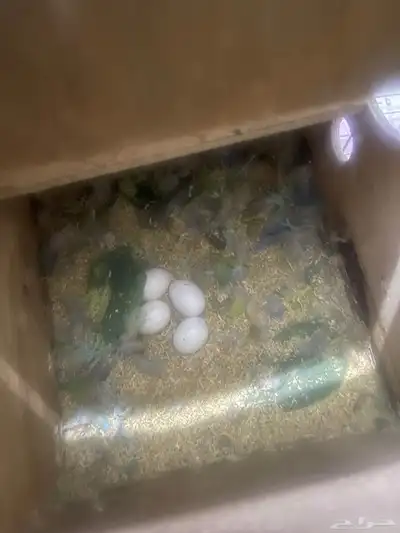 ببغاء روز 1