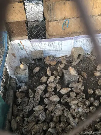 طيور سمان كريمي بياض 5