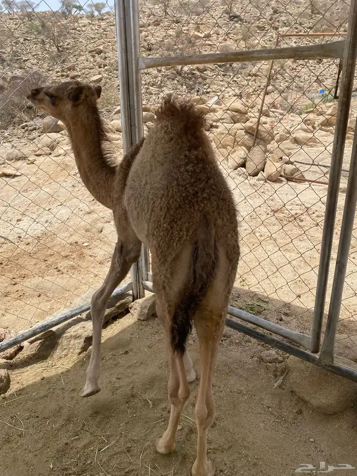 بكره للبيع 6