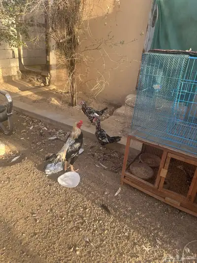 الحسنيه 3