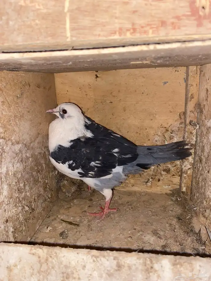 حمام ألوان حلوه 3