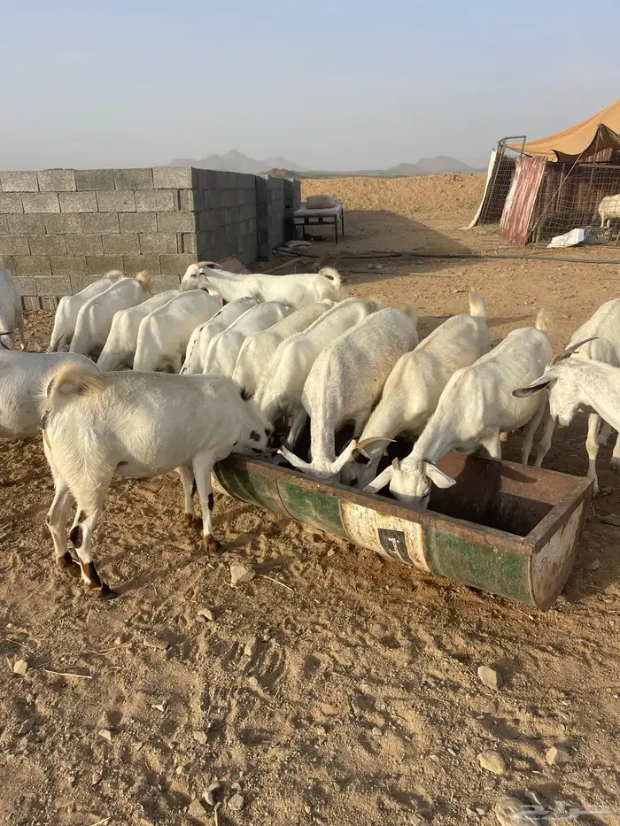 معزاء صنف طيب 2