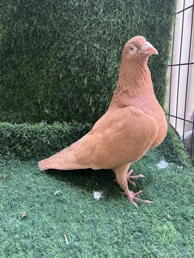 حمام زاجل مكتف. و الافندر 0