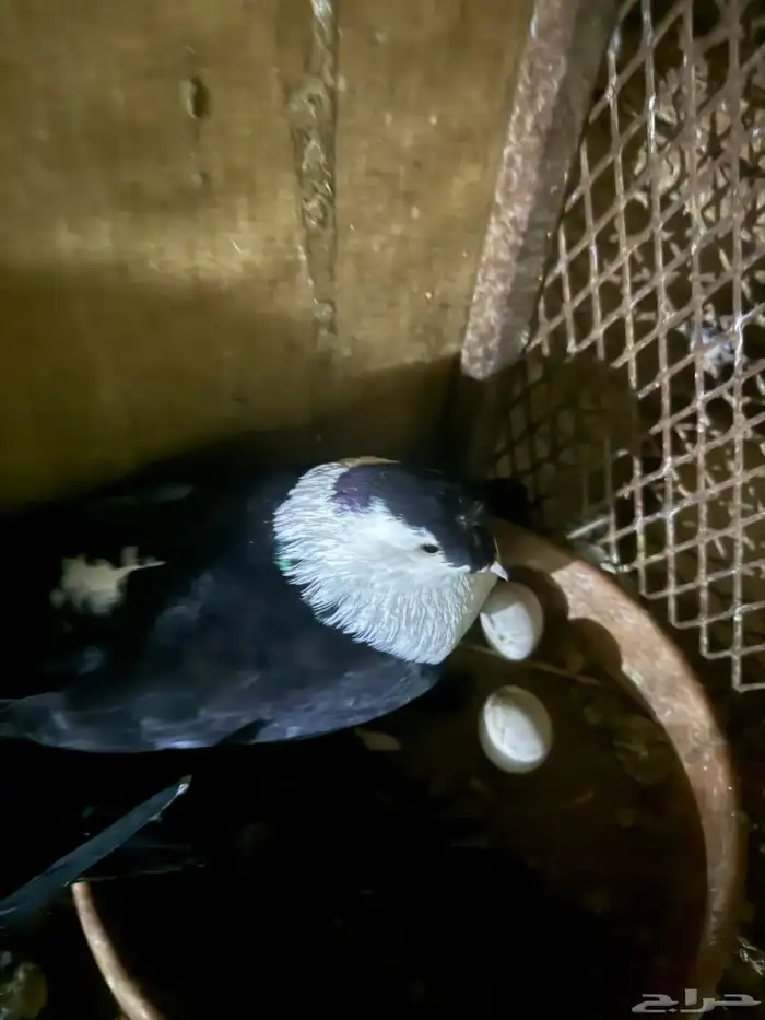 زوج شخشرلي لبناني 4