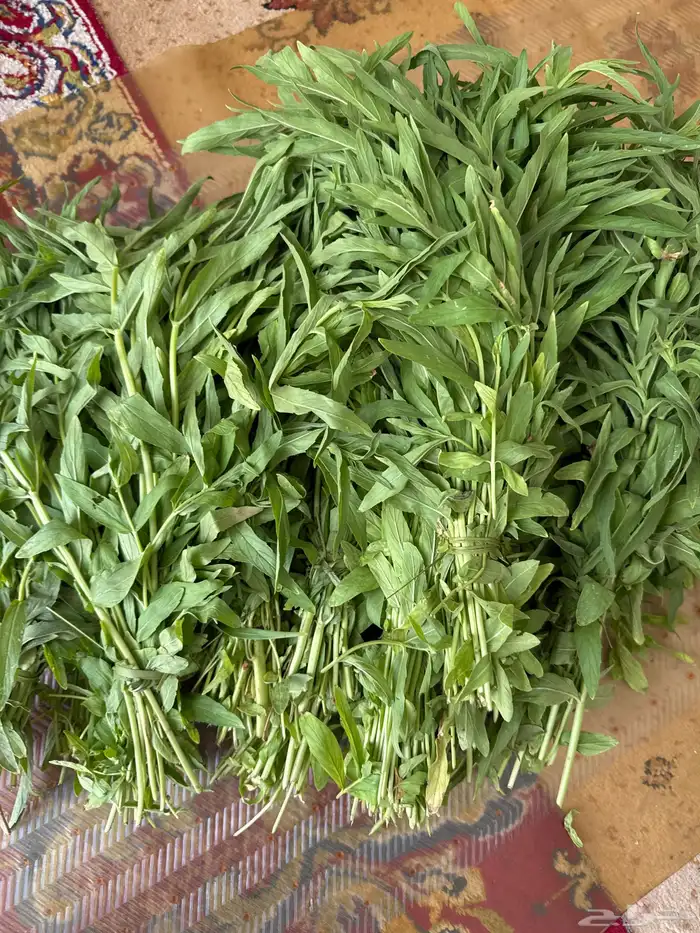 حبق طازج قطف جديد 1