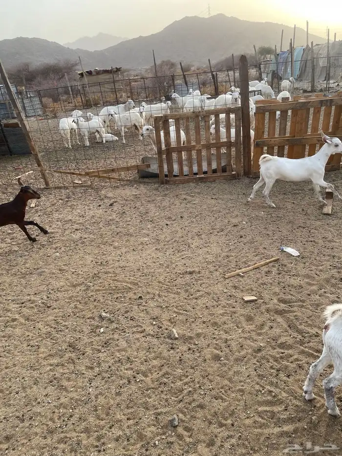 جفار بيشيات ودهم مقنى شي فاخر مولده عندي من حلالي العدد 15ا 16