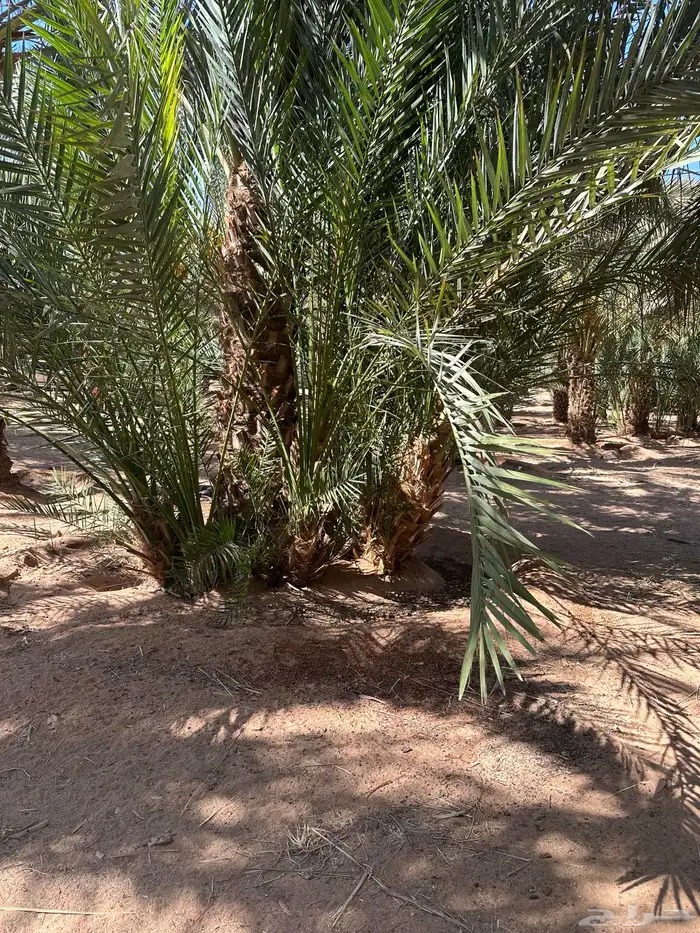 شتل نخل برني في قريه أشواق 4