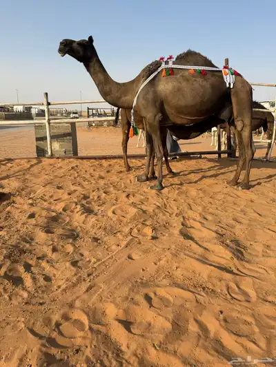 خلفه مجهم 1