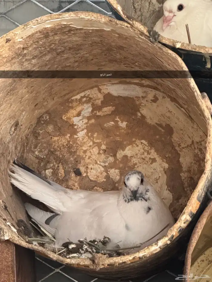 أربع اجواز حمام للبيع 4