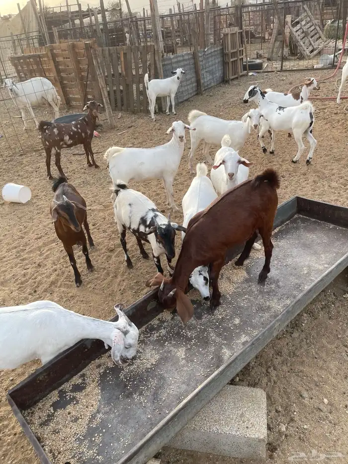 جفار بيشيات ودهم مقنى شي فاخر مولده عندي من حلالي العدد 15ا 19