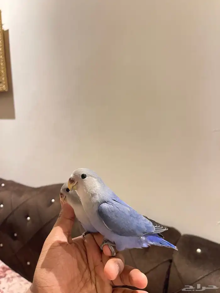 روز أليف تم البيع 4