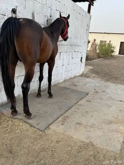 مهر عربي شعبي 1