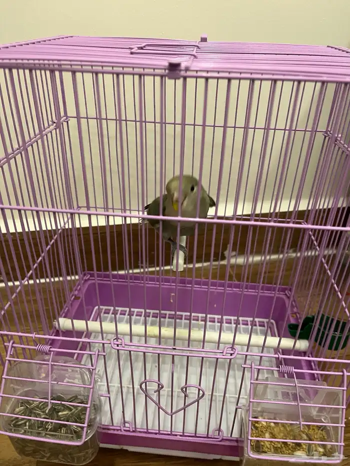 طير روز الليف للبيع ب 200  يحب اللعب اللون موضح بالصور 1