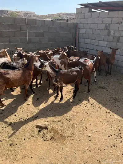 معزاء جم حص بفحلها 9