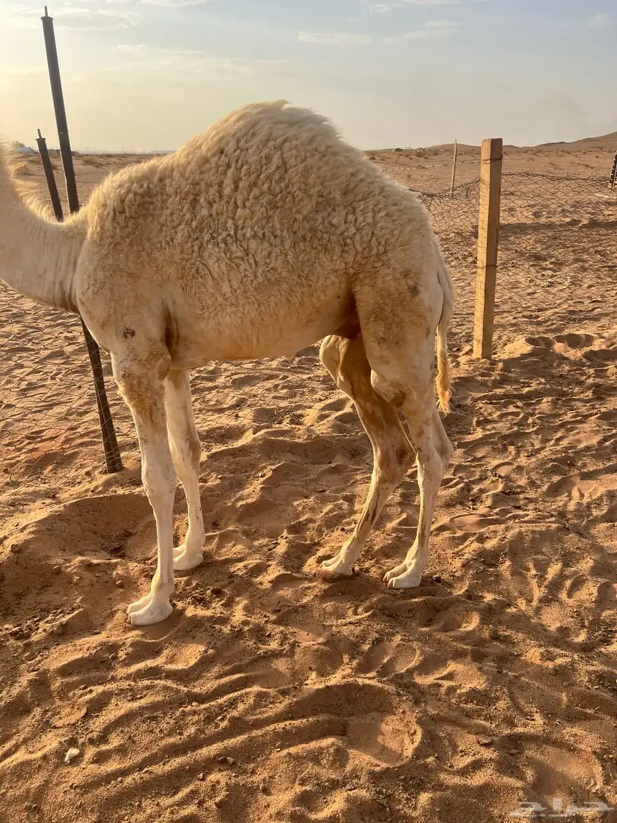 قعود ابو خمسه شهور index