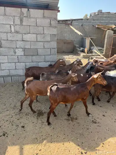 معزاء جم حص بفحلها 13