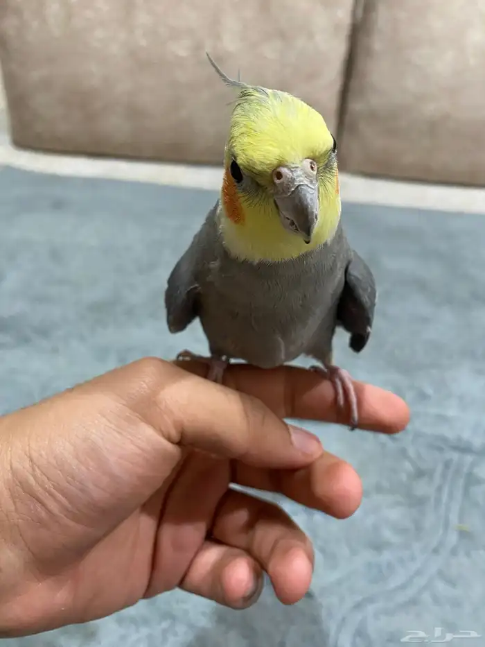 للبيع طير كروان 3
