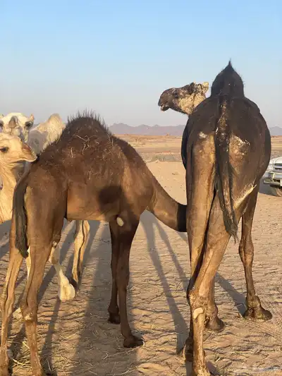 خلفه البيع 6