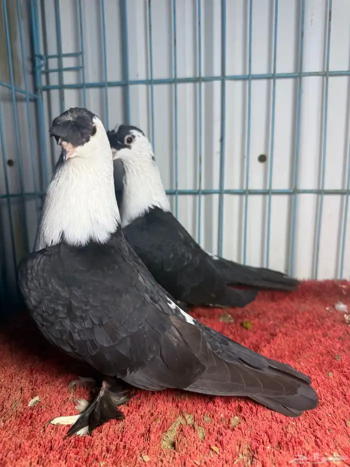 زوج شخشرلي لبناني 1