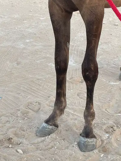 مهر 0