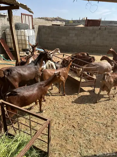 معزاء جم حص بفحلها 12