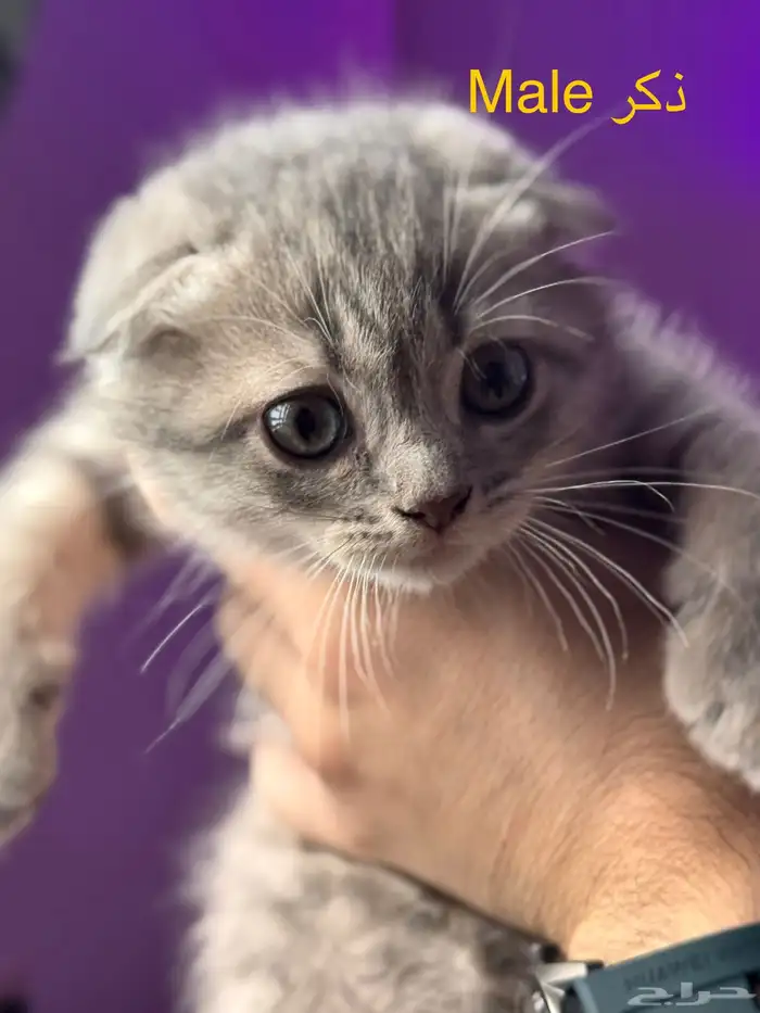 كتن قطط سكوتش للتبني 1