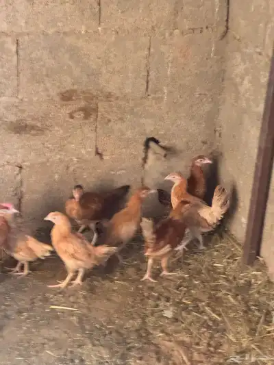 دجاج العمر شهرين الموقع الجله الزوج 20 لا يتواصل إلا الصامل 3