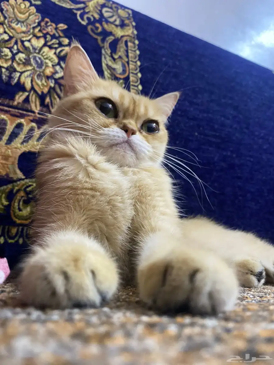 سكوتش ستريت بيور Ny11 index