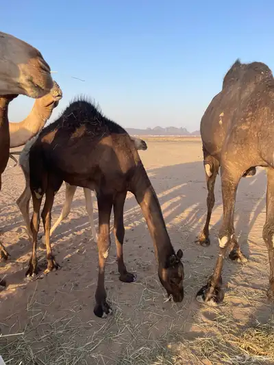 خلفه البيع 3