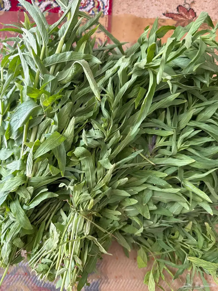 حبق طازج قطف جديد 2